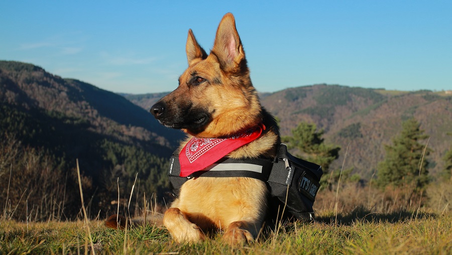 3 Cosas que Hacen Tu Perro Obediente perupets