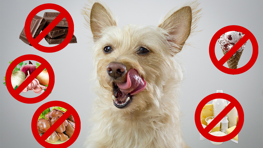 5 Alimentos que le hacen daño a tu perro perupets