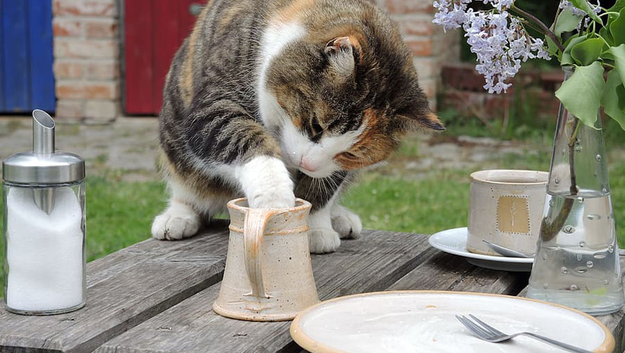5 alimentos prohibidos para gatos perupets blog