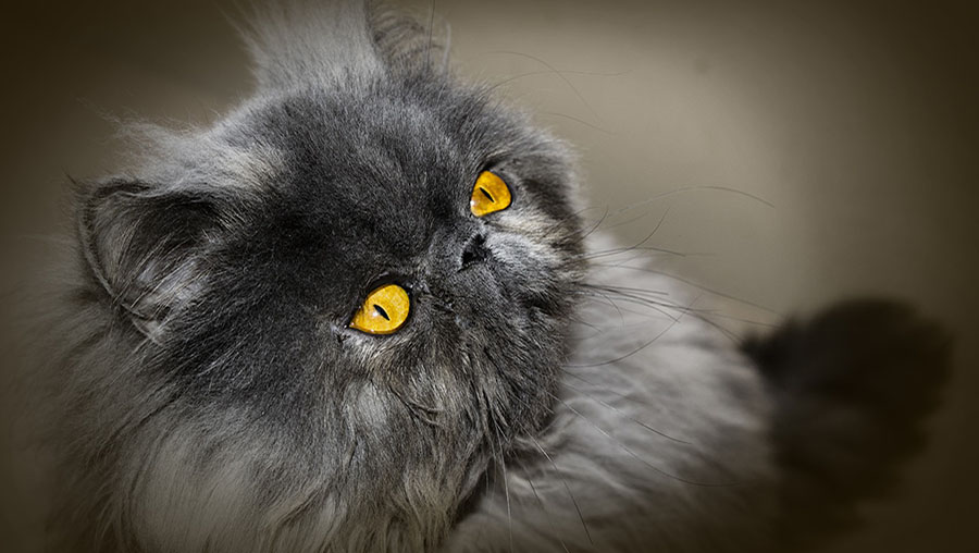 5 caracteristicas de los Gatos persas perupets blog