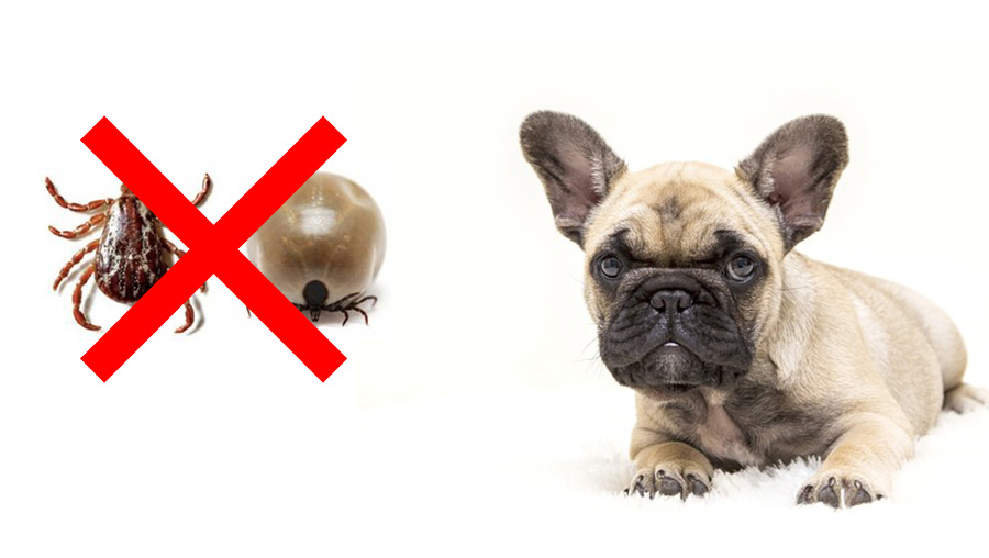 Consejos para Evitar Las Garrapatas en los Perros