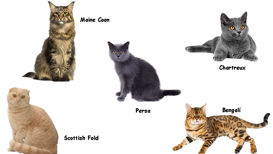 Las 5 razas de Gatos mas bellos perupets blog