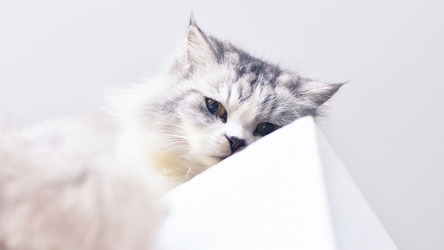 gato persa perupets blog