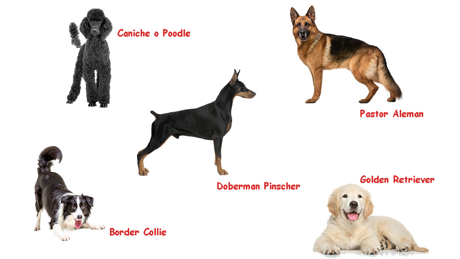 5 razas de perros mas inteligentes perupets blog