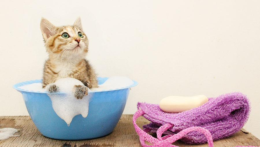 4 consejos al bañar a tu gato perupets blog