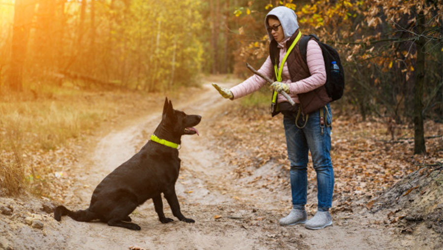 como entrenar a tu perro perupetsblog