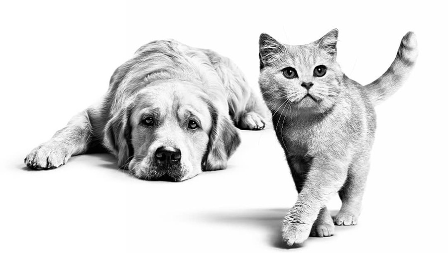 Alergias en Perros y gatos y alimentos indicados Perupets